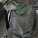 Picture of cat lost at Viriville