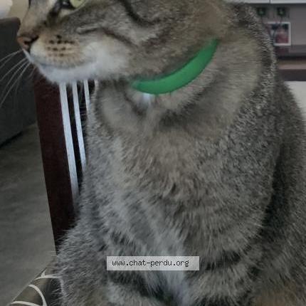 Photo 1/2 Titi Chat lost in Viriville