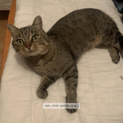 Photo 2/2 Titi Chat lost in Viriville