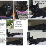 Picture of cat lost at Rang Du Fliers