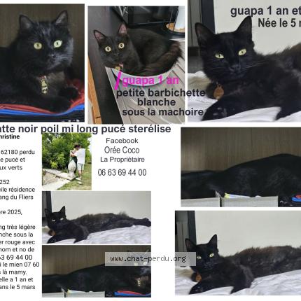 Photo 1/2 Guapa Chat lost in Rang du fliers