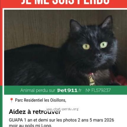 Photo 2/2 Guapa Chat lost in Rang du fliers