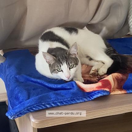 Photo 1/1 Snow Chat lost in Doix