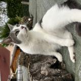 Picture of cat lost at Lusigny