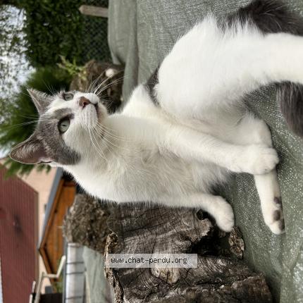 Photo 1/1 Nougat Chat lost in Lusigny