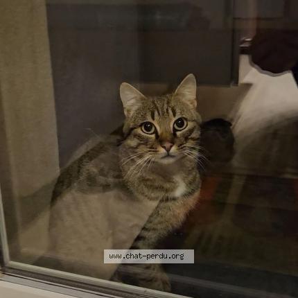 Photo 1/1 Ralf Chat lost in Saint sulpice le verdon