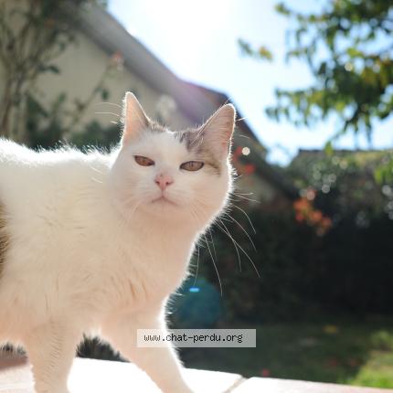 Photo 1/1 Poopie Chat lost in Ramonville