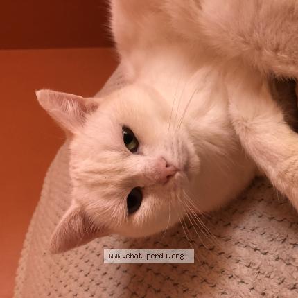 Photo 1/1 Anna Chat lost in Gourfaleur