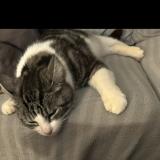 Picture of cat lost at Cambo Les Bains