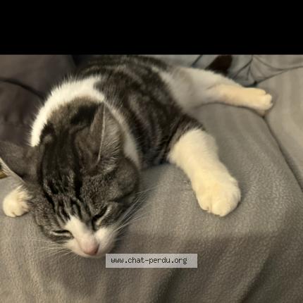 Photo 1/1 Pumba Chat lost in Cambo les bains