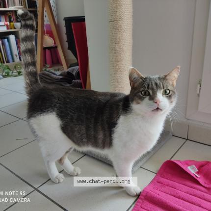 Photo 1/1 addis Chat lost in Routot