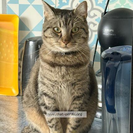 Photo 1/1 pacoh Chat lost in Le mans