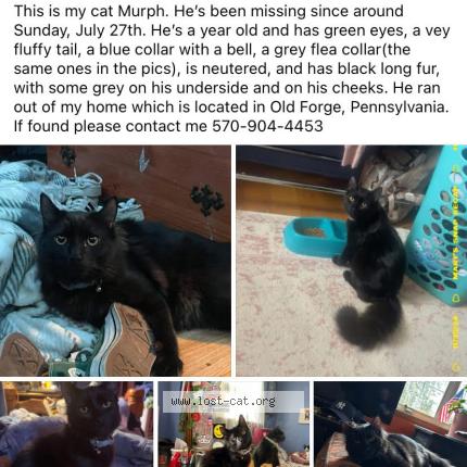 Photo 1/1 Murph Chat lost in Old forge