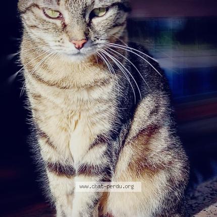 Photo 1/1 Mimine Chat lost in Nice