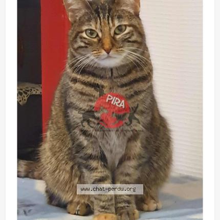 Photo 1/1 Monique Welterlin Chat lost in Mulhouse