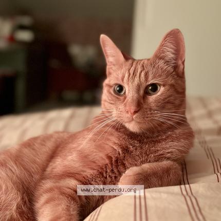 Photo 1/1 Gaston Chat lost in Chevagny les chevrieres