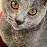 Picture of cat lost at Montelimar