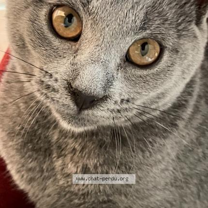 Photo 1/3 AYA Chat lost in Montelimar