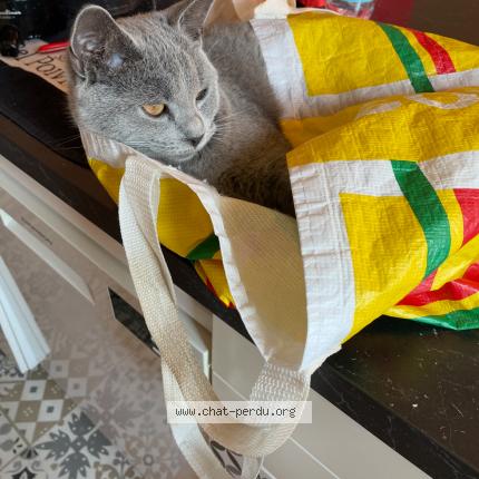 Photo 2/3 AYA Chat lost in Montelimar