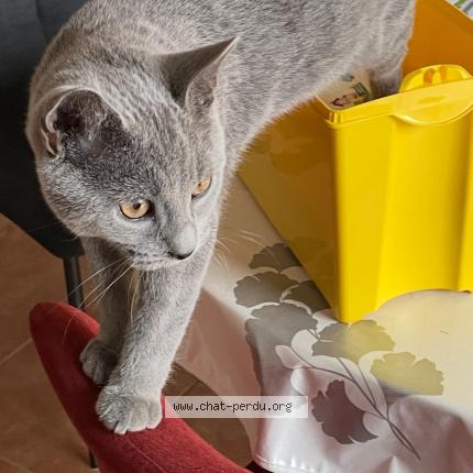 Photo 3/3 AYA Chat lost in Montelimar