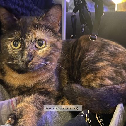 Photo 1/1 Clochette Chat lost in Illiers combray