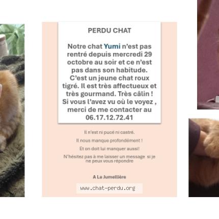 Photo 1/1 Yumi Chat lost in La jumelliere