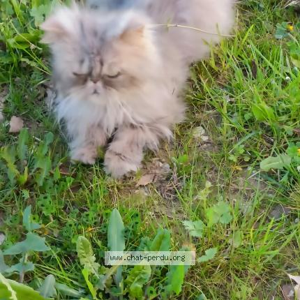 Photo 1/1 Pikachu Chat lost in Villeneuve sur lot