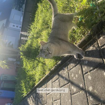 Photo 1/1 Ela Chat lost in Wittenheim