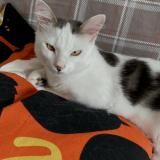 Picture of cat lost at Le Haillan