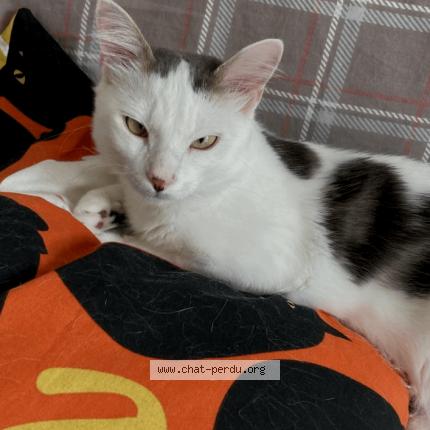 Photo 1/1 Cat reunited Lost in Le haillan
