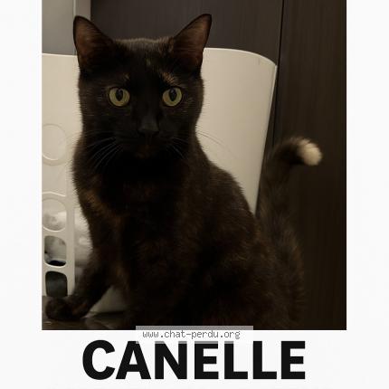 Photo 1/1 Canelle Chat lost in Repentigny