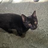 Picture of cat found at Howey In The Hills