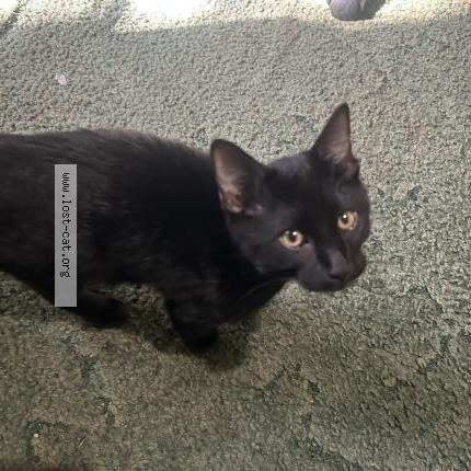 Photo 1/1 Found cat Found in Howey in the hills