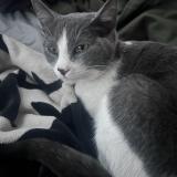 Picture of cat lost at Gilbert