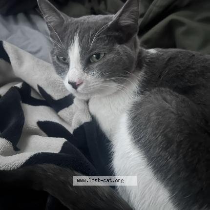 Photo 1/1 Tanya Sue Garr Chat lost in Gilbert