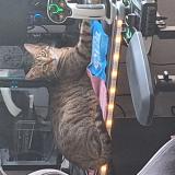 Picture of cat lost at Castres