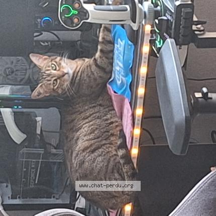 Photo 1/1 Nala Chat lost in Castres