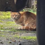 Picture of cat found at Ormes