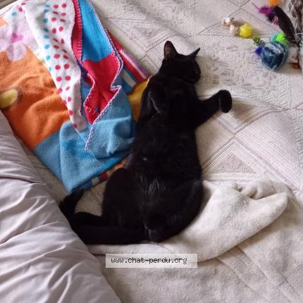 Photo 1/1 Vanille Chat lost in Decize