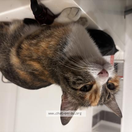 Photo 1/1 Found cat Found in Bourgoin jallieu 38