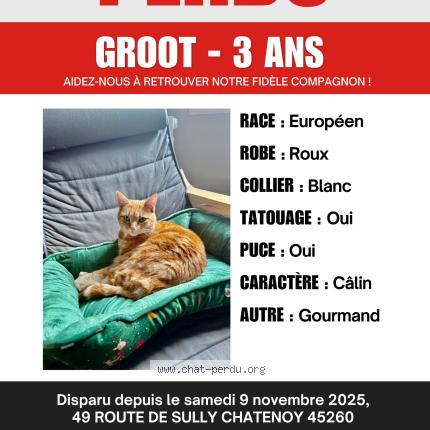 Photo 1/1 Groot Chat lost in Chatenoy