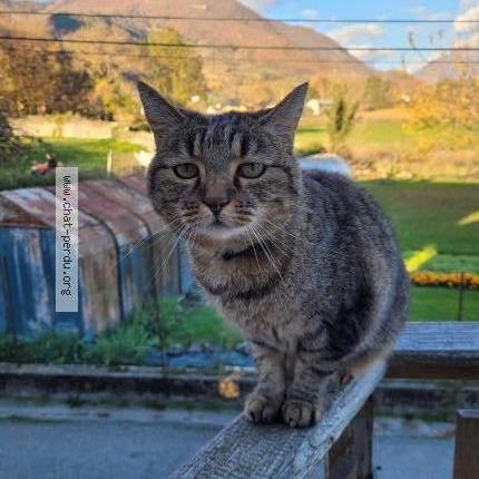 Photo 1/1 Cat reunited Lost in Cruet