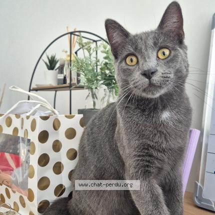 Photo 1/1 YATA Chat lost in Arras