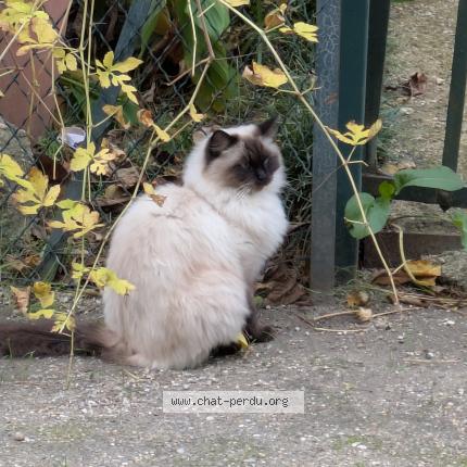 Photo 1/1 Found cat Found in Bordeaux