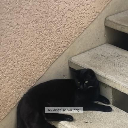 Photo 1/1 Chado Chat lost in Tournan en brie