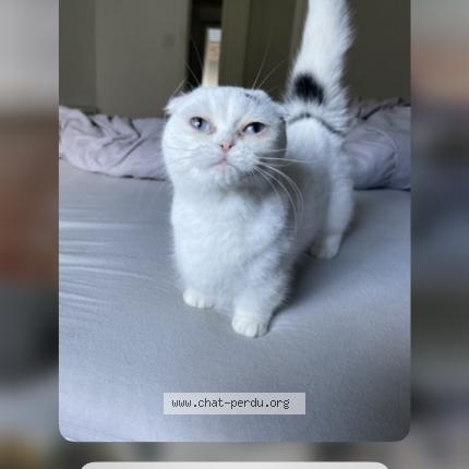 Photo 1/1 Tulipe Chat lost in Le pizou