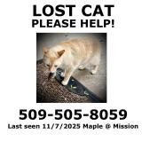 Picture of cat lost at Spokane