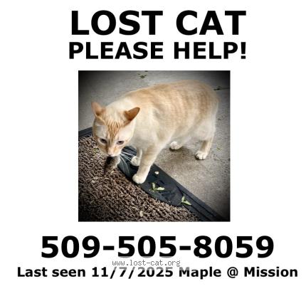 Photo 1/1 Neko Chat lost in Spokane
