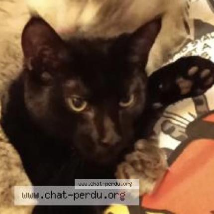 Photo 1/1 Bagheera Chat lost in Valence