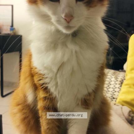 Photo 1/1 Gus Chat lost in Begles